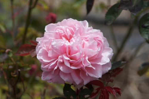 English rose 'Brother Caedfael'