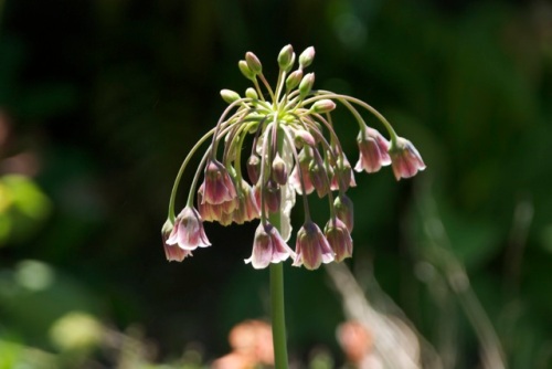 Bulgarian allium- pretty much the only allium that is rated for zone 9; it's repeating well