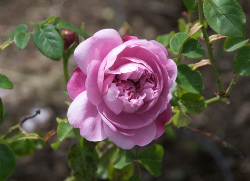 English rose 'Charles Rennie MacIntosh'