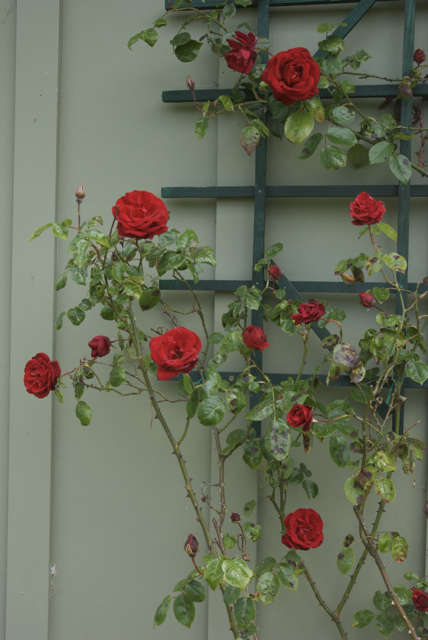 Climbing rose 'Dublin Bay'; might be the Best Red Rose Ever