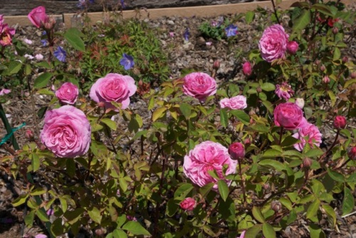 Rose 'Gertrude Jekyll' bursting into bloom now