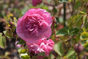 David Austin English Rose 'Gertrude Jekyll'; first rose to bloom this year