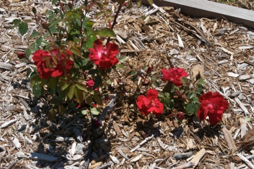 At last, the Hamburger Phoenix floribunda rose nice crimson color with a small white eye