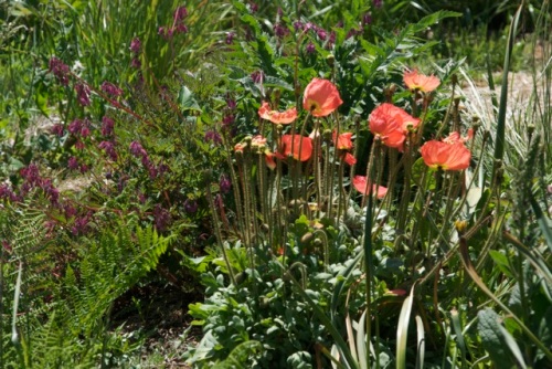 Icelandic poppies and an unusual volunteer dicentra, which is growing in full sun