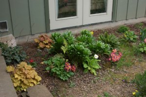 Shady garden corner; caramel heucara, primroses, leopard lily foliage