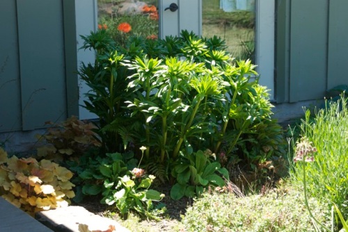 Leopard Lilies getting very lush; dig and divide this fall, I think