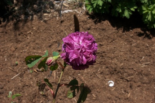 Rose 'Old Homestead'; found rose; deep purple-red; loads of petals