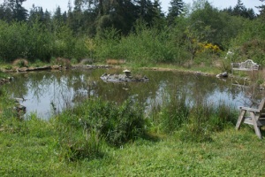 Our pond; about 40'x50'; 5' deep at one end; self-regulating