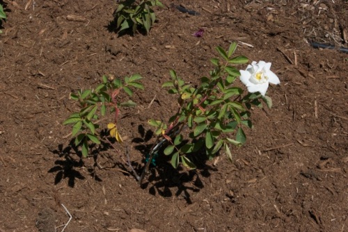 Rose 'Sappho'; floribunda; very clean white