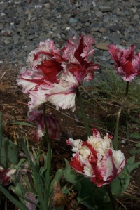 Estelle Rjinveld tulips