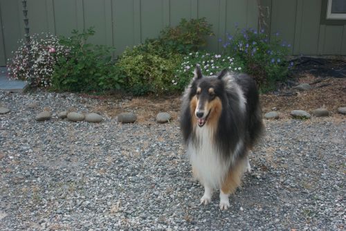 Front porch border with collie Niki