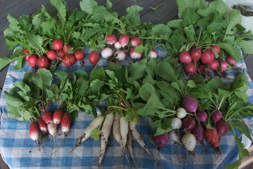Our first real radish harvest