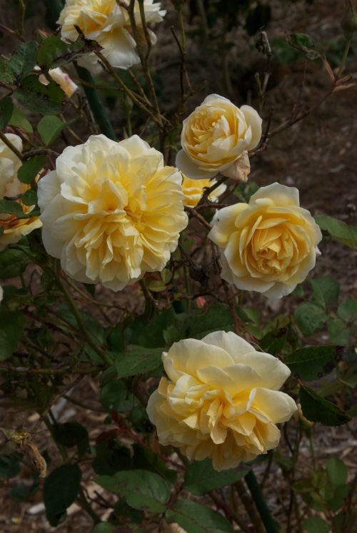 English rose 'Graham Thomas'