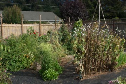 Vegetable garden with breadseed poppies