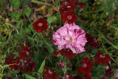 Striped rose, Purple tiger with Sweet William
